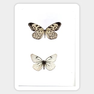 white butterfly butterflies natural history specimen insect, botanical graphic poster print Sticker